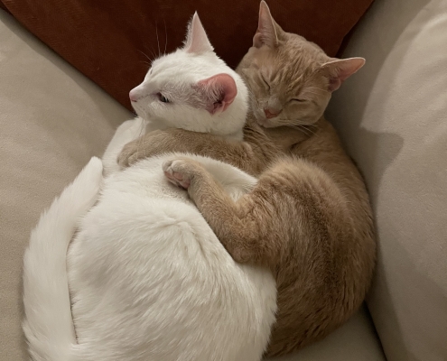 OC cat3