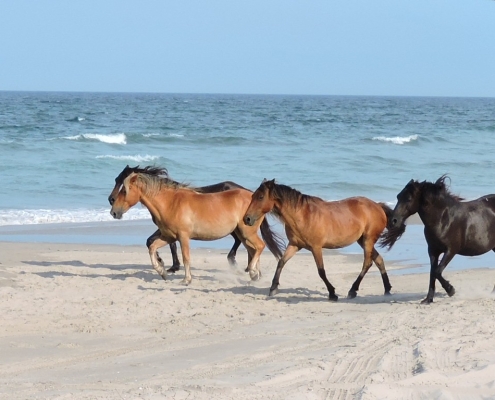 Wild Horse on beach